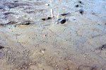 Brunswick tidal flat sample site by Joseph Kelley