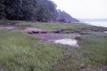 Bunganuc - Mature Marsh