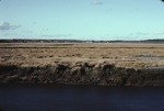 Scarborough salt marsh