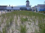 newly planted dune grass in Old Orchard Beach by Joseph Kelley