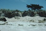 ? Dunes, Western Bch by Joseph Kelley