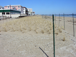 planted dunes and fence