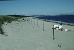 Ferry beach dunes
