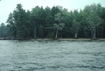 Forest on Sebago lake shore by Joseph Kelley