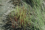 Salicornia at the Little River Salt Panne in Wells