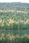 Forest along mountainside, Acadia National Park