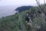 Trees that did not burn in 1947 on Otter Point, Acadia National Park