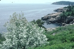 Acadia National Park ocean view
