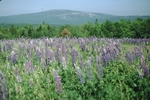 Lavender field on Beech Mountain, Acadia National Park by Joseph Kelley