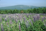 lavender field on Beech Mountain, Acadia National Park by Joseph Kelley
