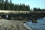 wave erosion on granite coast, Wonderland, Acadia National Park