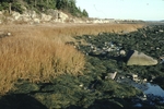 Plant zonation at salt marsh at Schoodic Point by Joseph Kelley