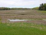 Addison salt marsh on ground