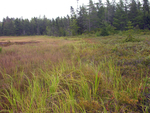 MDI freshwater bog and salt marsh contact by Joseph Kelley