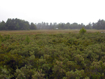 view from MDI freshwater bog to salt marsh by Joseph Kelley