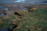 stakes in eroding salt marsh