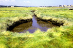 salt marsh pool draining