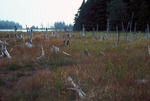drowned spruce forest on Cross Island by Joseph Kelley