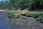 salt marsh protecting bluff from erosion