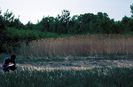 Phragmites in Cousins River marsh by Joseph Kelley