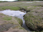 salt marsh pool draining by Joseph Kelley