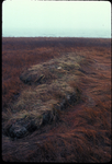ice-rafted salt marsh peat block