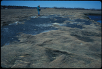 ice-rafted debris on salt marsh