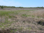 salt marsh meets freshwater bog