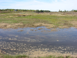 Hay Creek salt marsh and freshwater bog by Joseph Kelley