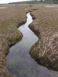 straight marsh creek in Lubec by Joseph Kelley