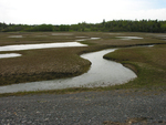 Lubec marsh tidal creeks