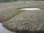 draining salt marsh pool by Joseph Kelley