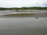 newest salt marsh in Lubec by Joseph Kelley