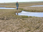 salt marsh pools draining by Joseph Kelley