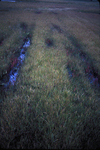 car tracks in salt marsh by Joseph Kelley