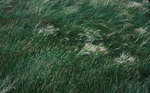 foxtail grass by Joseph Kelley