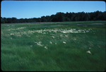 Foxtail grass by Joseph Kelley