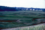 all low marsh Spatrtina alterniflora by Joseph Kelley