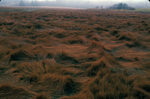 Spartina patens marsh in fall