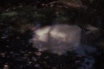 Bubbling Quicksand - Deer Hill Spring by Woodrow B. Thompson