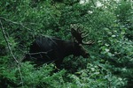 Moose on South Turner Mountain by Woodrow B. Thompson