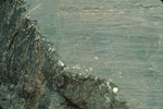Late-glacial barnacles on striated ledge, St. John, NB