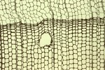 Photomicrograph of fossil plant material, Portland by Woodrow B. Thompson