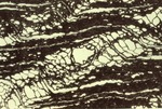 Photomicrograph of fossil plant material, Portland by Woodrow B. Thompson
