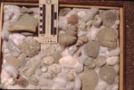 Ray Webb's Pleistocene fossil collection, Webb Pit, Prospect