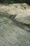 Fossiliferous Presumpscot Formation next to bedrock, Topsham
