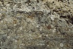 Pleistocene barnacles on bedrock, Topsham