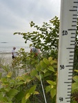 Beach Profiling Program Photo: Ferry-FE04A
