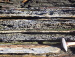 Interbedded dark gray schist and thin, white quartzite of the Penobscot Formation. by Henry N. Berry IV
