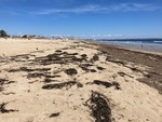 Beach Profiling Program Photo: West Grand